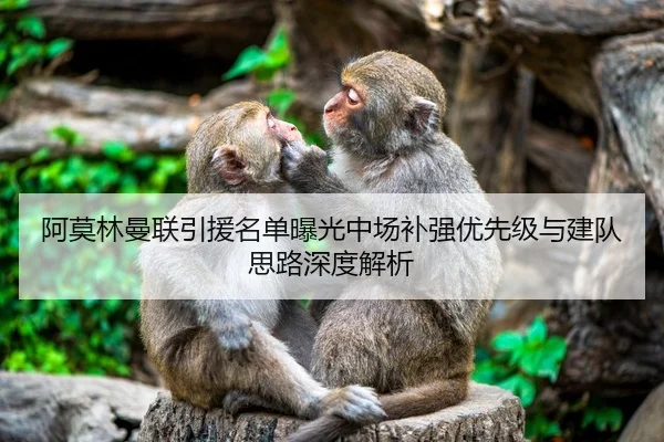 阿莫林曼联引援名单曝光中场补强优先级与建队思路深度解析